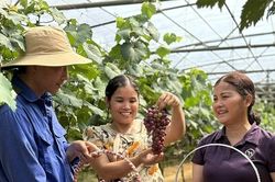 Hấp dẫn du lịch trải nghiệm nông nghiệp ở Cao Phong