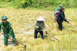 Chủ động sản xuất vụ hè-thu