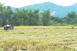 Thái Nguyên: Diện tích lúa xuân đã thu hoạch đạt gần 65%