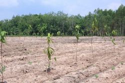 Doanh nghiệp chung tay phủ xanh rừng phòng hộ Dầu Tiếng, góp phần bảo vệ an ninh nguồn nước