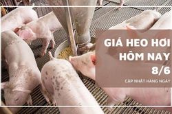 Ngày 8/6: Giá heo hơi dao động trong khoảng 64.000 - 68.000 đồng/kg