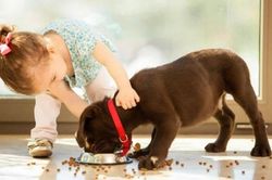 Thường xuyên chơi với thú cưng, bé gái bị bọ chét ký sinh trong tai