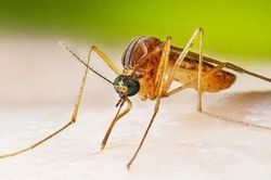 Chuyên gia cảnh báo bệnh viêm não Nhật Bản gia tăng trong mùa hè