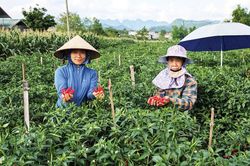 Hiệu quả mô hình ớt hữu cơ