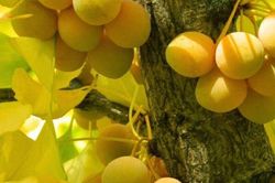 2 cây cảnh càng lâu năm càng giá trị: Dưỡng khí cho đất, vun bồi sự an yên