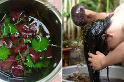 Cách gội đầu bằng nước lá tía tô giúp mọc tóc, mượt mà