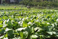 Tại sao người tiêu dùng còn hoài nghi về sản phẩm nông sản hữu cơ?