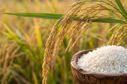 Bảng giá lúa gạo chi tiết hôm nay 8/6/2026: Thị trường ổn định