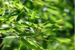 Người tăng huyết áp uống nước lá tre có tốt không?