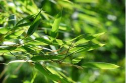 Người tăng huyết áp uống nước lá tre có tốt không?
