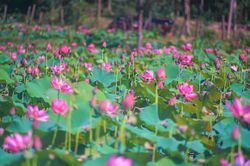 Đà Nẵng đẹp dịu dàng trong mùa sen nở