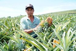 Mòn mỏi đợi thương lái, nông dân xót xa trong mùa dứa 'đắng'