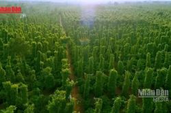 [Video] Hơn 3 triệu ha rừng 'không chủ': Điểm nghẽn của xuất khẩu xanh và thị trường carbon