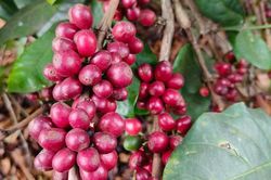 Giá cà phê hôm nay, 9-6: Robusta hồi phục, Arabica chưa tìm thấy đáy