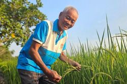 Từ cánh đồng hữu cơ đến thương hiệu OCOP vùng ven đô