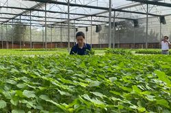 Xây dựng tiêu chuẩn mới cho rau an toàn