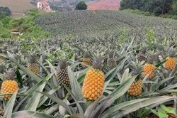 Giá dứa giảm sâu, nông dân đứng trước nguy cơ mất trắng hàng tỷ đồng