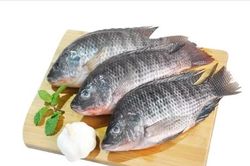 Cá rô phi Việt Nam ra sao nếu Brazil cấm nhập khẩu?