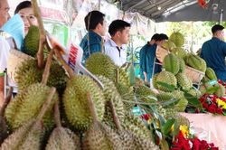Sầu riêng miền Tây không thua kém Thái Lan, vậy vấn đề là gì?