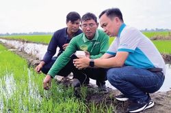 Những hạt phân bón giữ màu xanh cho đất
