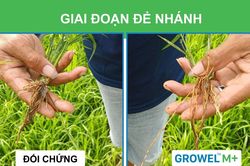 Biến rơm rạ th&agrave;nh ph&acirc;n b&oacute;n ngay tại ruộng gi&uacute;p canh t&aacute;c l&uacute;a bền vững