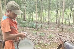 Người trồng cao su ở Quảng Trị phấn khởi vì giá mủ tăng cao