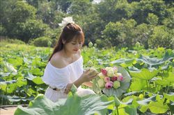 Sắc sen mùa Hạ mở hướng phát triển du lịch ở Việt Hồng