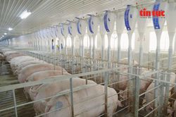 Hà Nội xem xét đề xuất đầu tư tổ hợp chăn nuôi trong nhà cao tầng