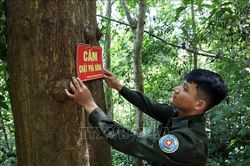 Khoảng trống trong quản lý rừng phòng hộ - Bài cuối
