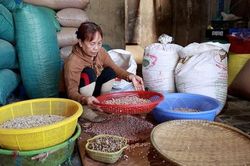 Giữ lửa nghề sản xuất 'giọt vàng' ở Quảng Ngãi
