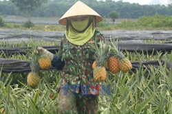 Thanh Hóa: Người trồng dứa lao đao vì giá giảm sâu