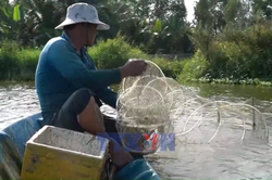 Hiệu quả từ nuôi thủy sản an toàn sinh học ở An Giang