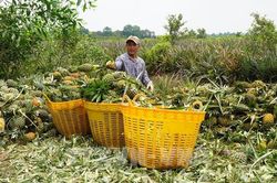 Giá dứa bốc hơi 50%: Nông dân Đồng Tháp Mười ngậm ngùi hòa vốn
