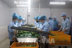 Liên kết chuỗi toàn diện để phát triển cây ăn quả xuất khẩu