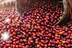 Giá nông sản hôm nay (9/6): Giá cà phê tiếp tục giảm, hồ tiêu neo ở mức cao