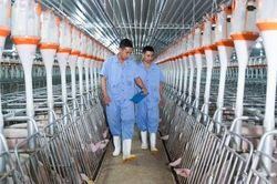 Bước tiếp theo mở rộng trong chiến lược 'chung cư nuôi heo' của BAF Việt Nam