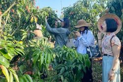 Bắc Ninh: Đồng hành với nông dân xây dựng chuỗi nông sản an toàn