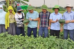 Bắc Ninh quản lý 409 mã số vùng trồng phục vụ xuất khẩu và tiêu thụ nội địa