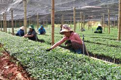 Nghị quyết XIV của Đảng: Lan tỏa tinh thần hành động từ cơ sở