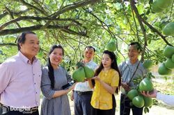 Mục tiêu trở thành vùng nguyên liệu bưởi xuất khẩu