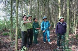 Giữ rừng từ gốc
