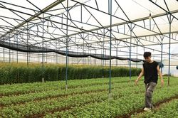 'Vàng thau lẫn lộn' thị trường cây giống