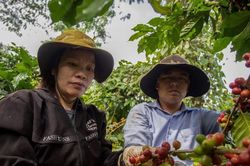 Giá cà phê hôm nay 9/6/2026: Trong nước giảm nhẹ, thị trường thế giới biến động trái chiều