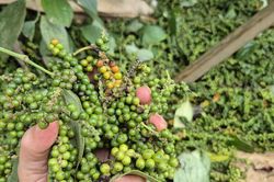 Giá tiêu hôm nay 9/6/2026: Đắk Lắk và Lâm Đồng dẫn đầu với 140.000 đồng/kg