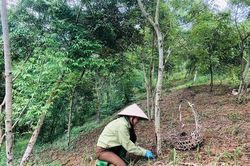 Khẳng định vị thế cây trồng chủ lực ở Thọ Văn