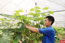 Tuổi trẻ Mường Giôn năng động phát triển kinh tế