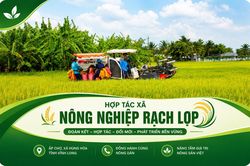 HTX Nông nghiệp Rạch Lọp: Điểm sáng kinh tế tập thể trên đồng đất Vĩnh Long