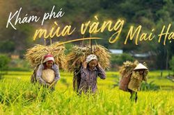Mùa vàng Mai Hạ