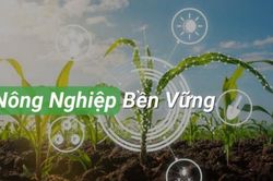 Đề xuất tiêu chí vùng nguyên liệu đạt chuẩn để thúc đẩy liên kết chuỗi giá trị nông nghiệp bền vững