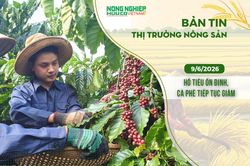 Thị trường nông sản 9/6/2026: Hồ tiêu ổn định, cà phê tiếp tục giảm